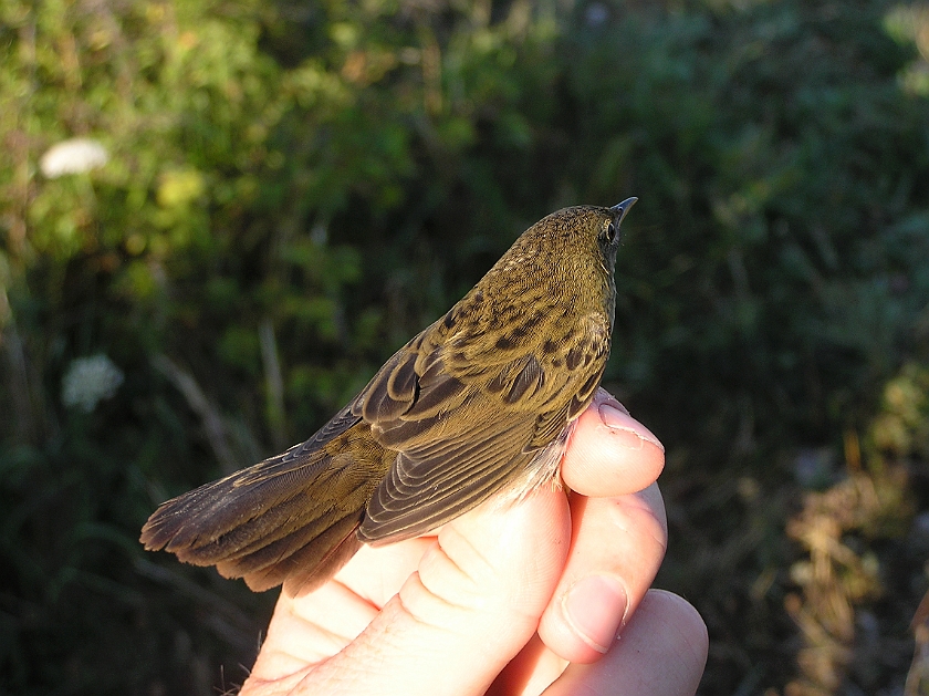 Common Grasshopper Warbler, Sundre 20080731